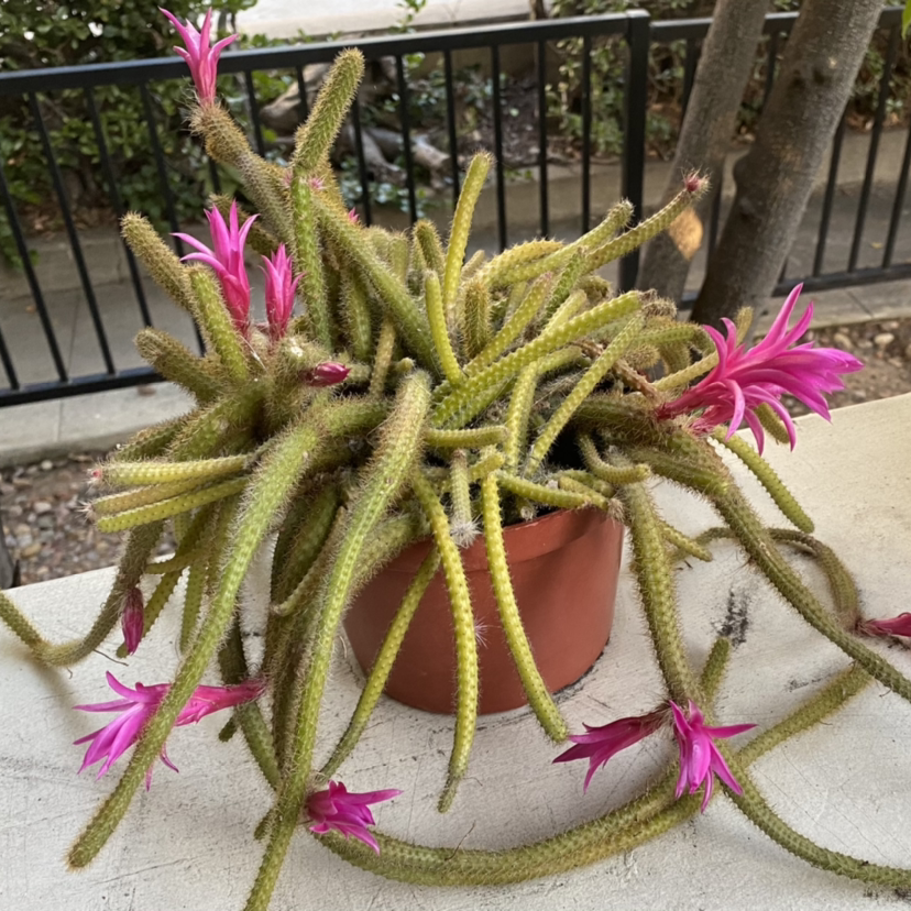 Photo of the plant species Rat Tail Cactus by @jayrayriv named Matty on Greg, the plant care app