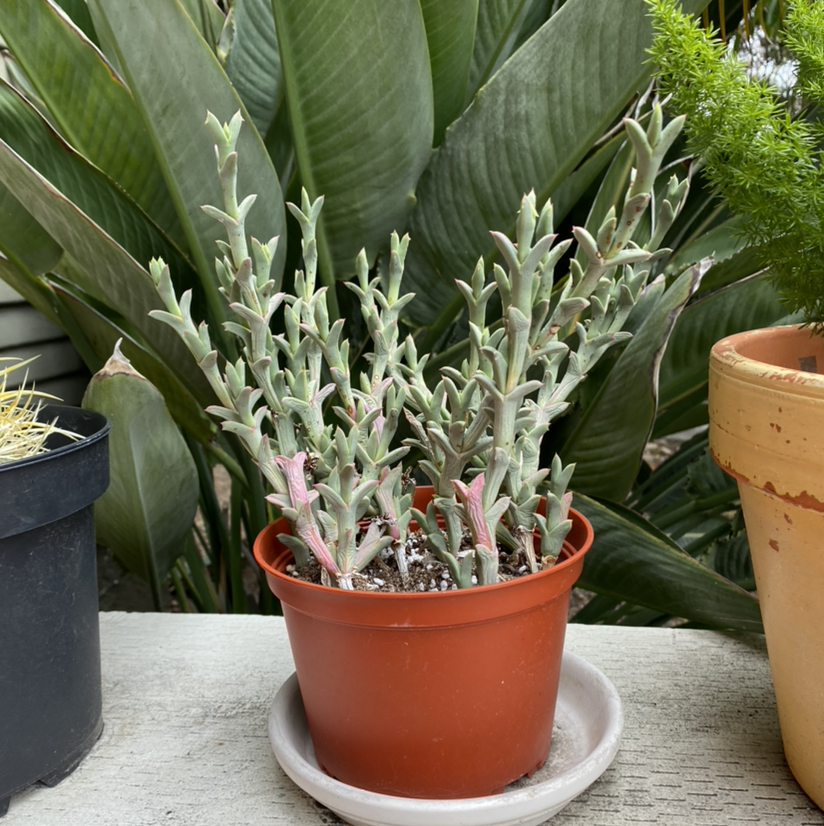 Potted Narrow-Leaf Chalk Sticks plant with healthy green leaves and multiple stems.