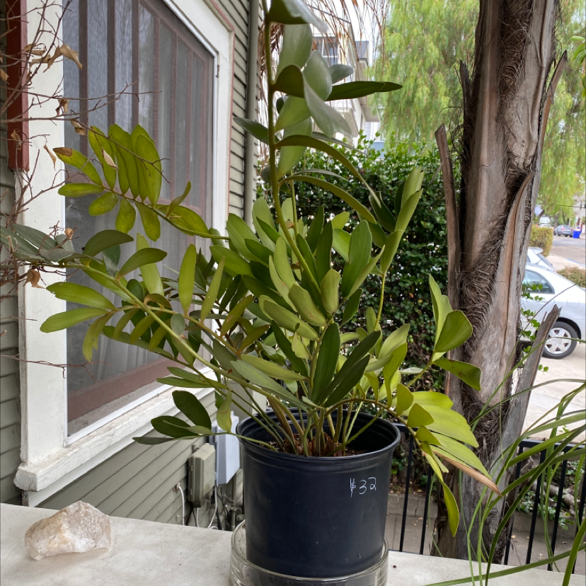 Photo of the plant species Cardboard Palm by @jayrayriv named Cardi P on Greg, the plant care app