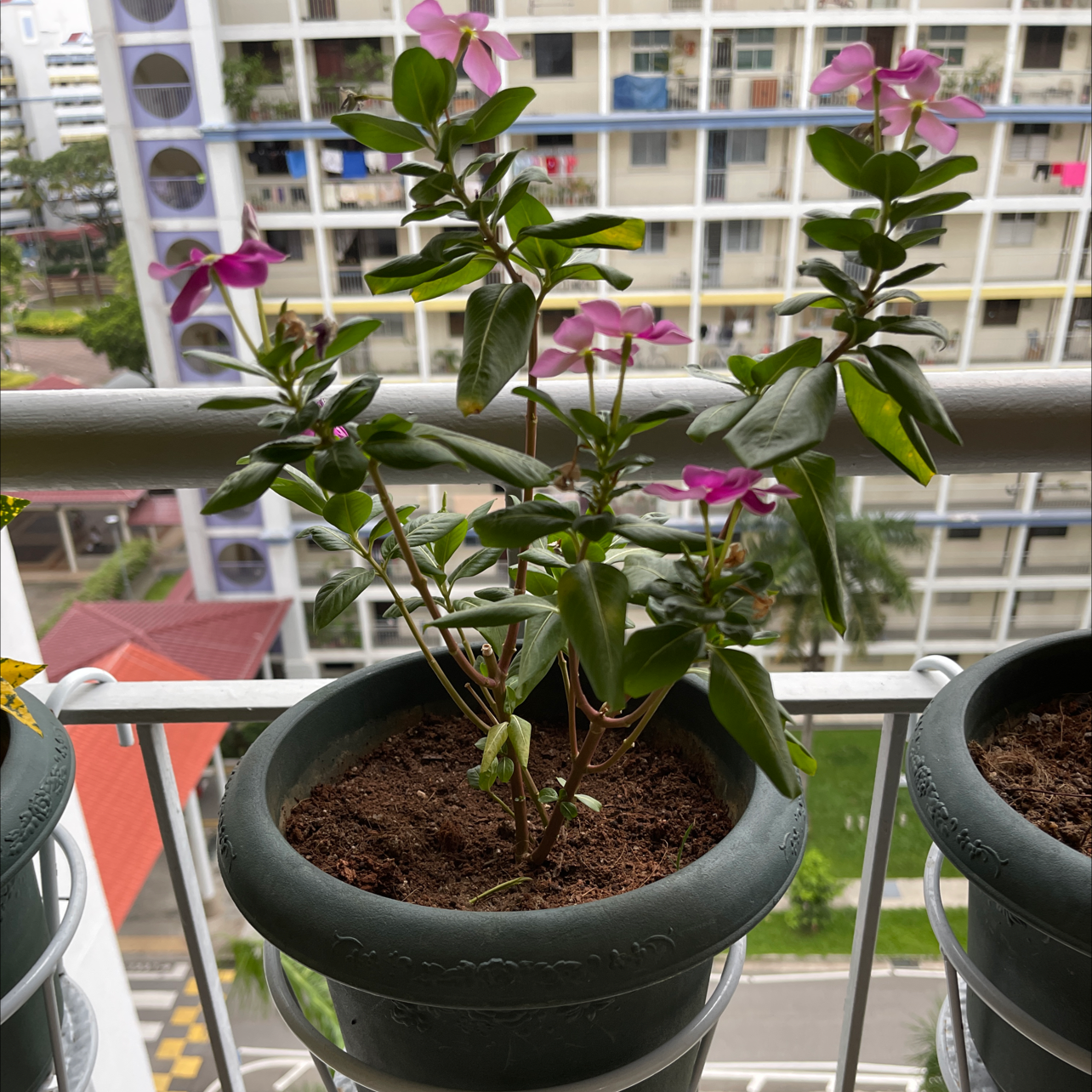Potted Bright Eyes plant with pink flowers on a balcony railing.