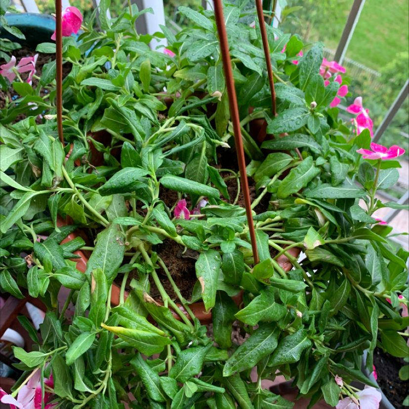 Bright Eyes plant with drooping leaves in a hanging pot, visible soil, and some flowers.