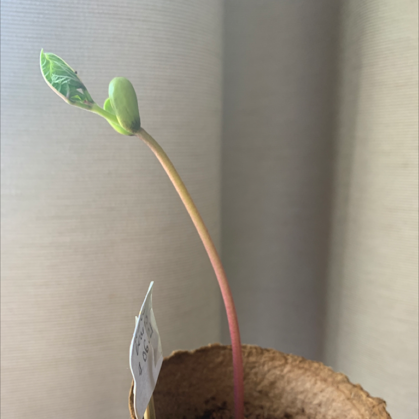Photo of the plant species Climbing French Bean by Libby named Climbing purple bean on Greg, the plant care app