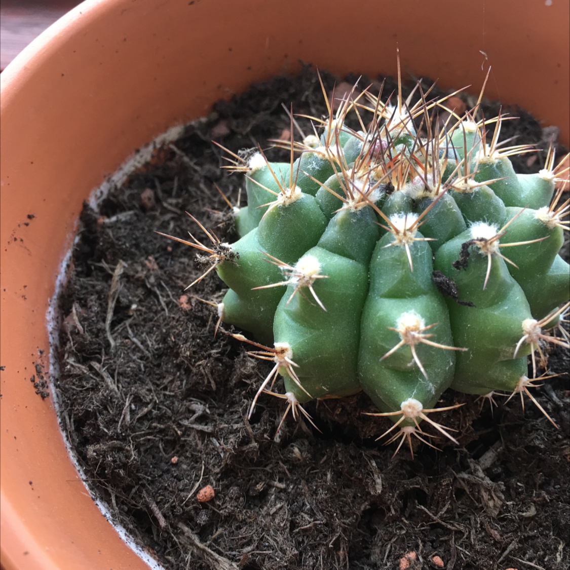 Photo of the plant species Thelocactus rinconensis by Max named Aristotle on Greg, the plant care app