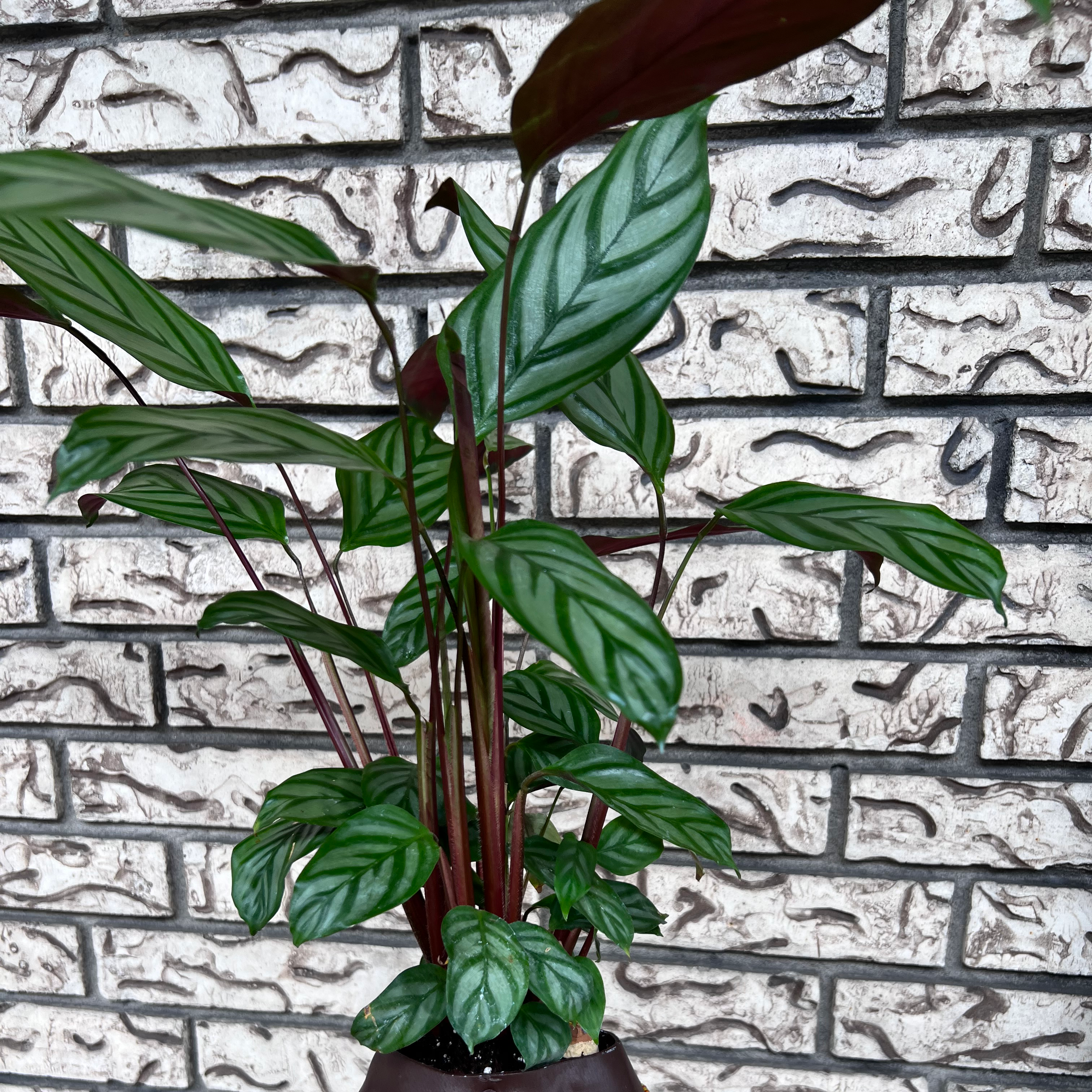 Healthy Never Never Ctenanthe plant with vibrant green patterned leaves.