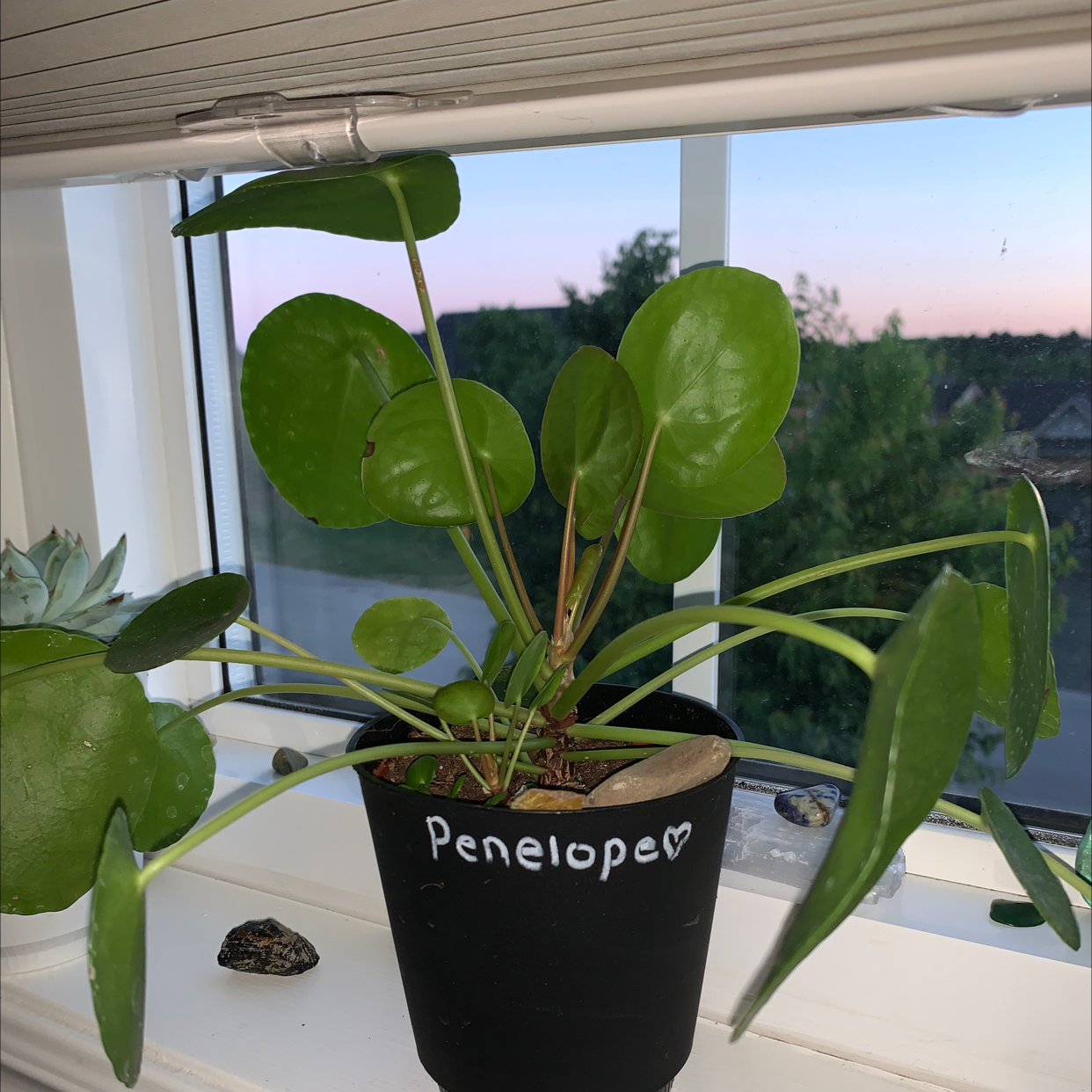 Chinese Money Plant plant photo by @jascindachiesa named Penelope on Greg, the plant care app.