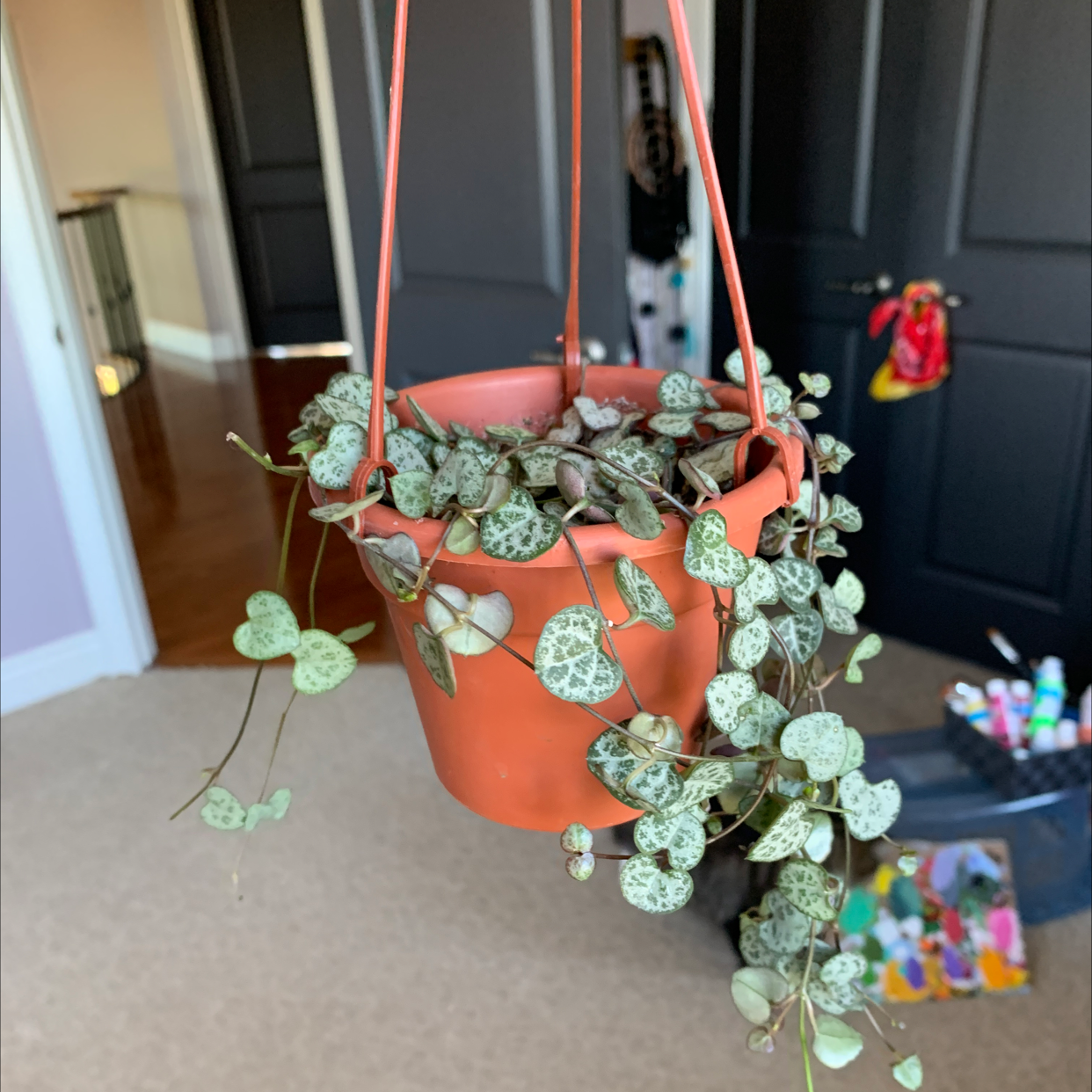 String of Needles plant photo by @jascindachiesa named Erastís on Greg, the plant care app.