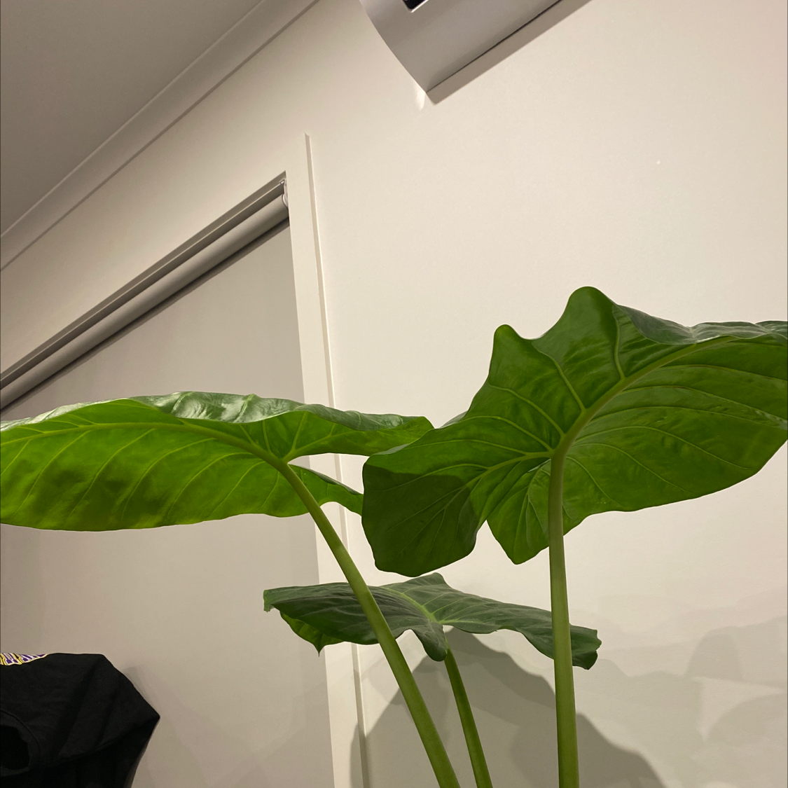 Healthy Elephant Ear Philodendron with large green leaves indoors.