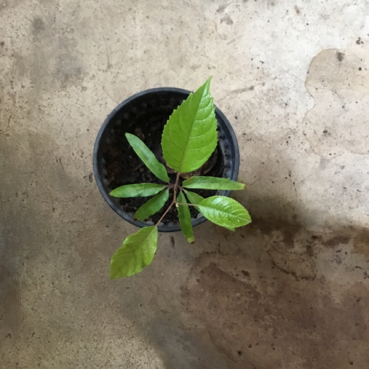 Photo of the plant species Neopanax arboreus by Manaf named Tolkien on Greg, the plant care app