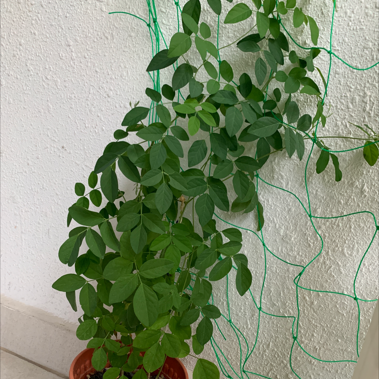 Photo of the plant species Flor De San Jose by Priyanka named 3 on Greg, the plant care app