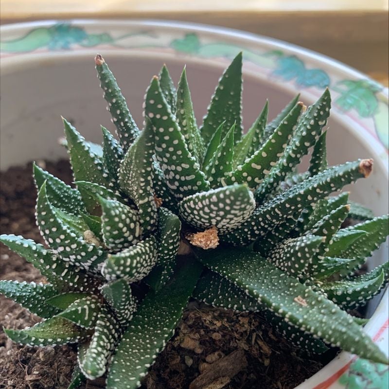 🦓 My Zebra Plant Leaves Are Turning Yellow. What Should I Do?