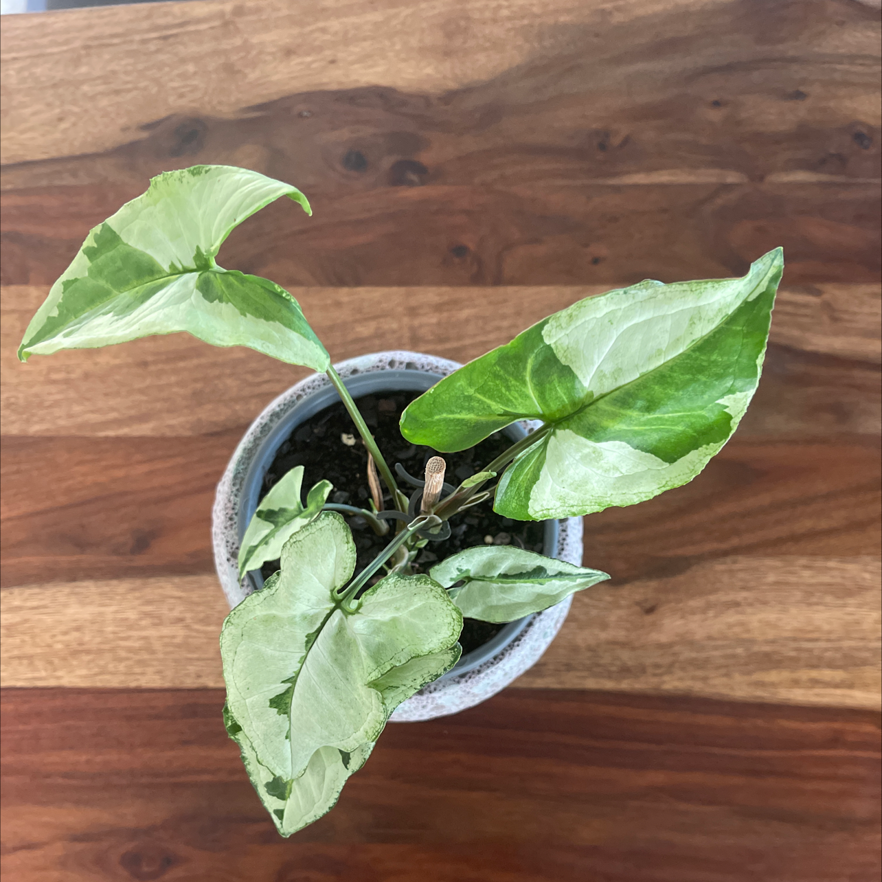 Photo of the plant species Three Kings Syngonium by @Araneae named Kingsman on Greg, the plant care app