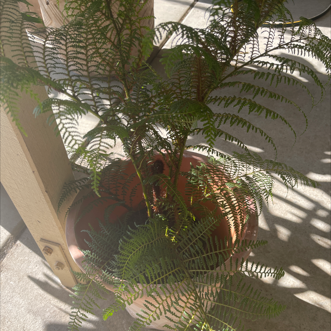 Photo of the plant species Highland Lace Tree fern by @Araneae named Sanders on Greg, the plant care app