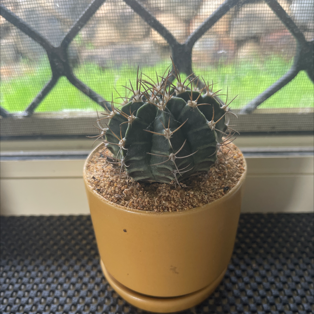 A healthy Devil's Pincushion cactus in a pot on a windowsill.