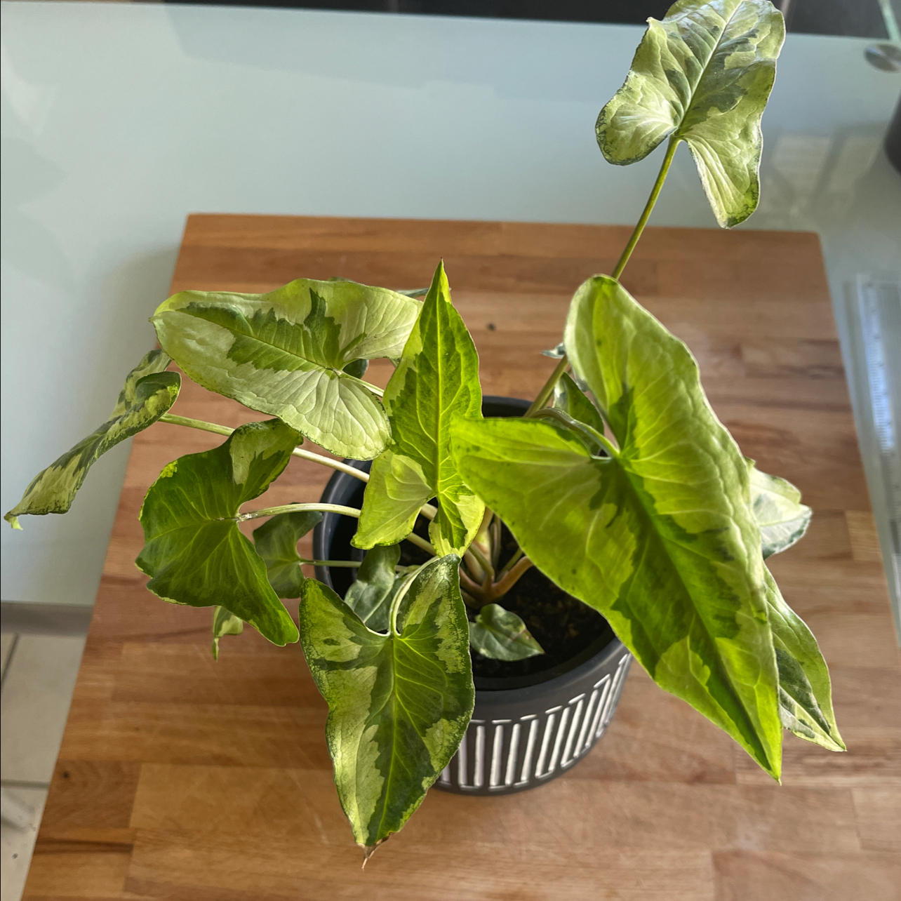 Potted Three Kings Syngonium plant with variegated green leaves.
