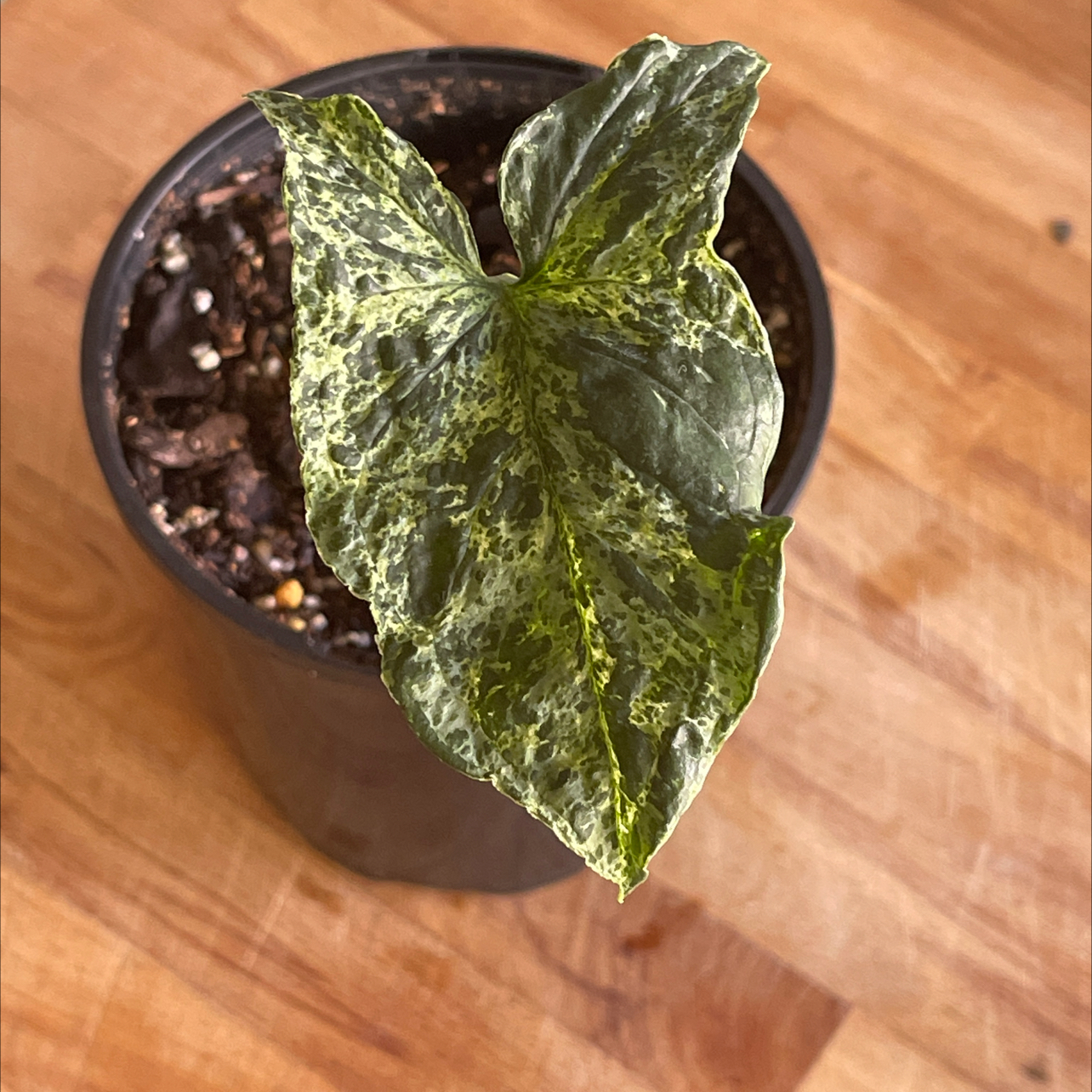 Syngonium podophyllum 'Mojito' plant with variegated leaf showing yellowing and browning in a pot.