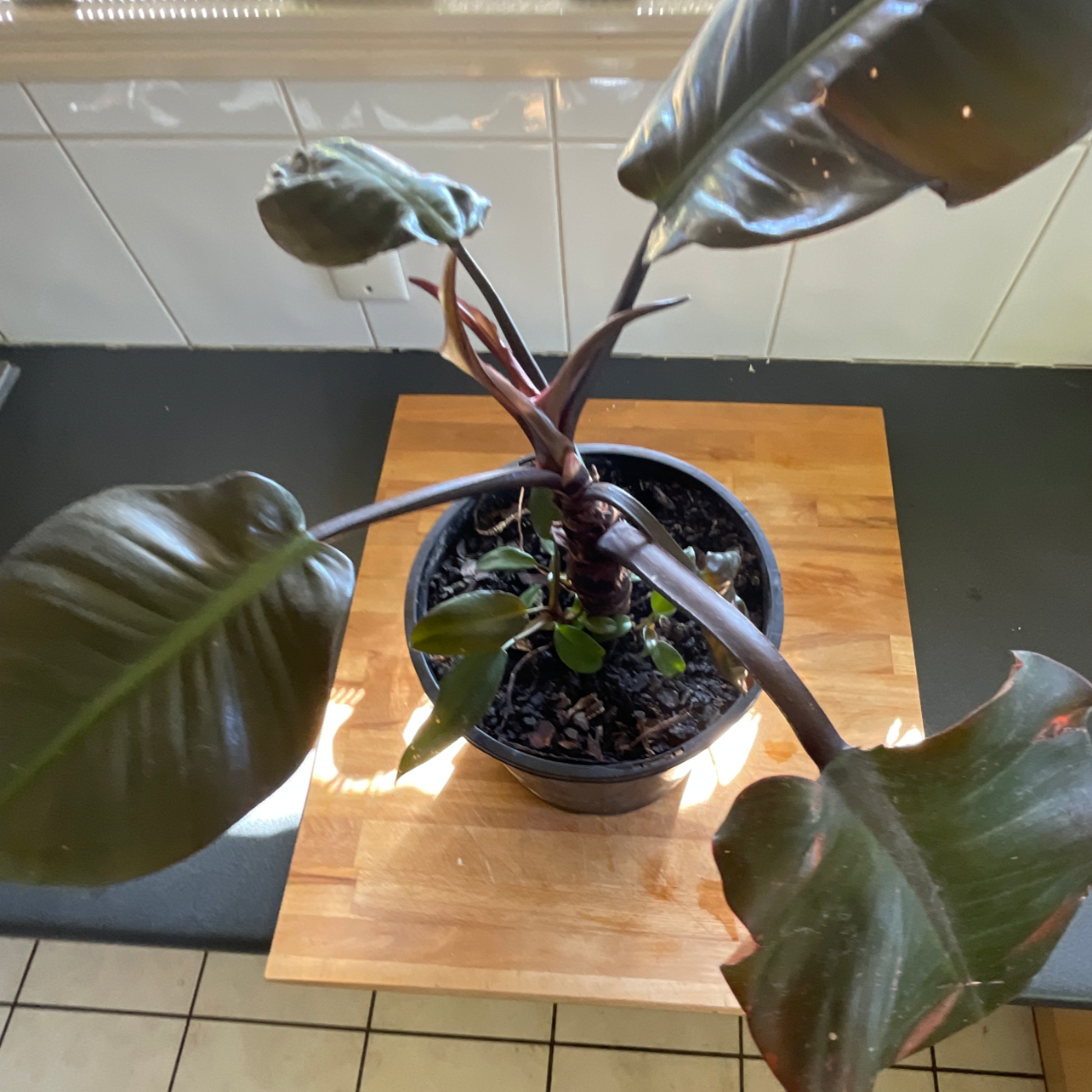 Photo of the plant species Philodendron 'Black Cardinal' by @Araneae named Phillip D on Greg, the plant care app