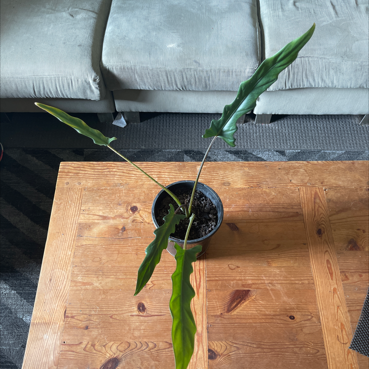 Photo of the plant species Purple Sword by @Araneae named Sproutacus on Greg, the plant care app