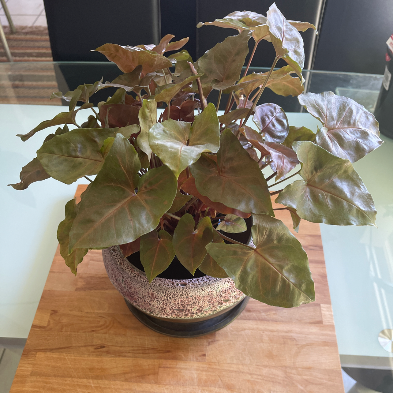 Photo of the plant species Syngonium 'Maria Allusion' by @Araneae named Sol on Greg, the plant care app