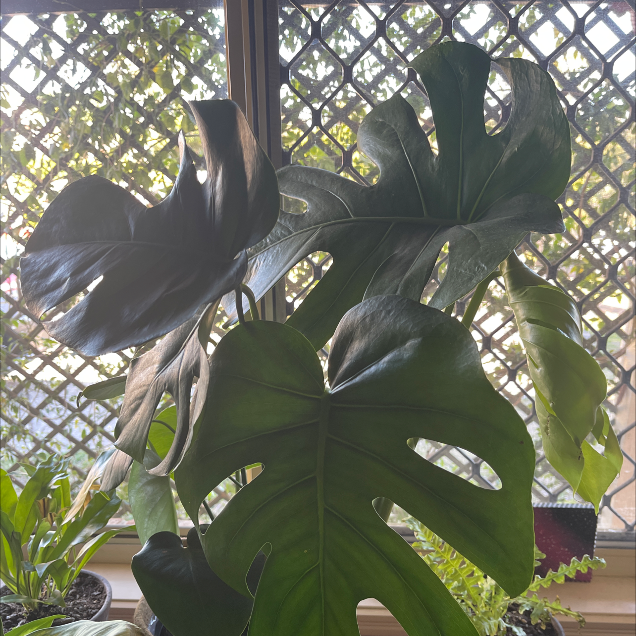 Photo of the plant species Dwarf Monstera Deliciosa by @Araneae named Forrest on Greg, the plant care app