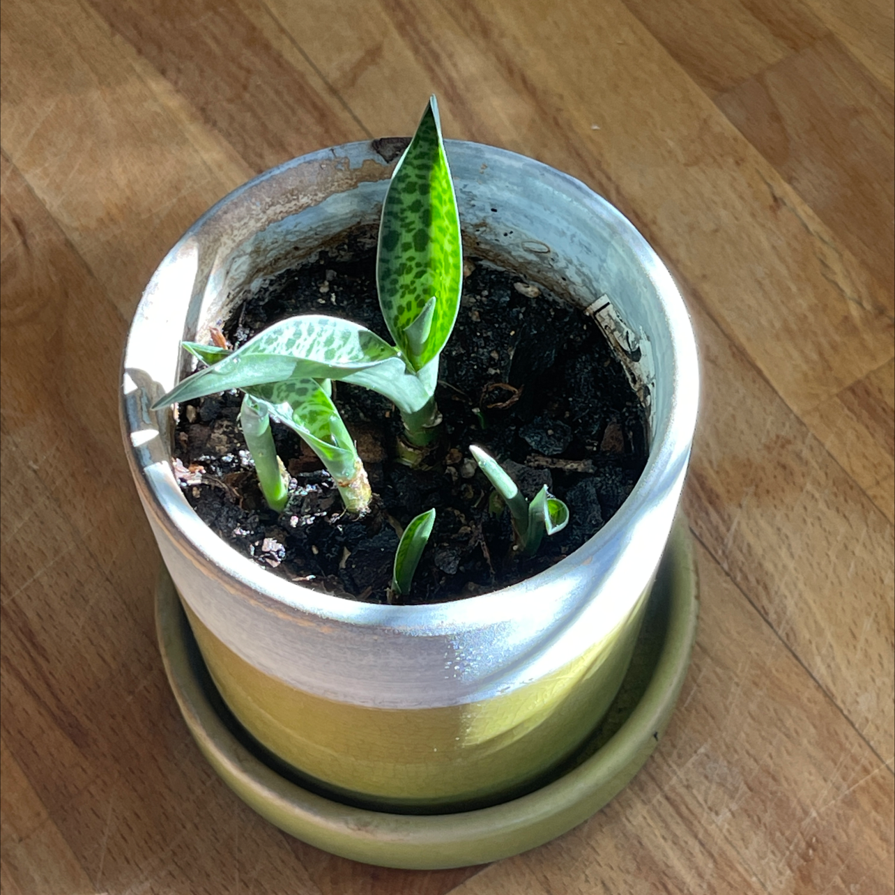 Photo of the plant species Silver Squill by @Araneae named Kobe on Greg, the plant care app