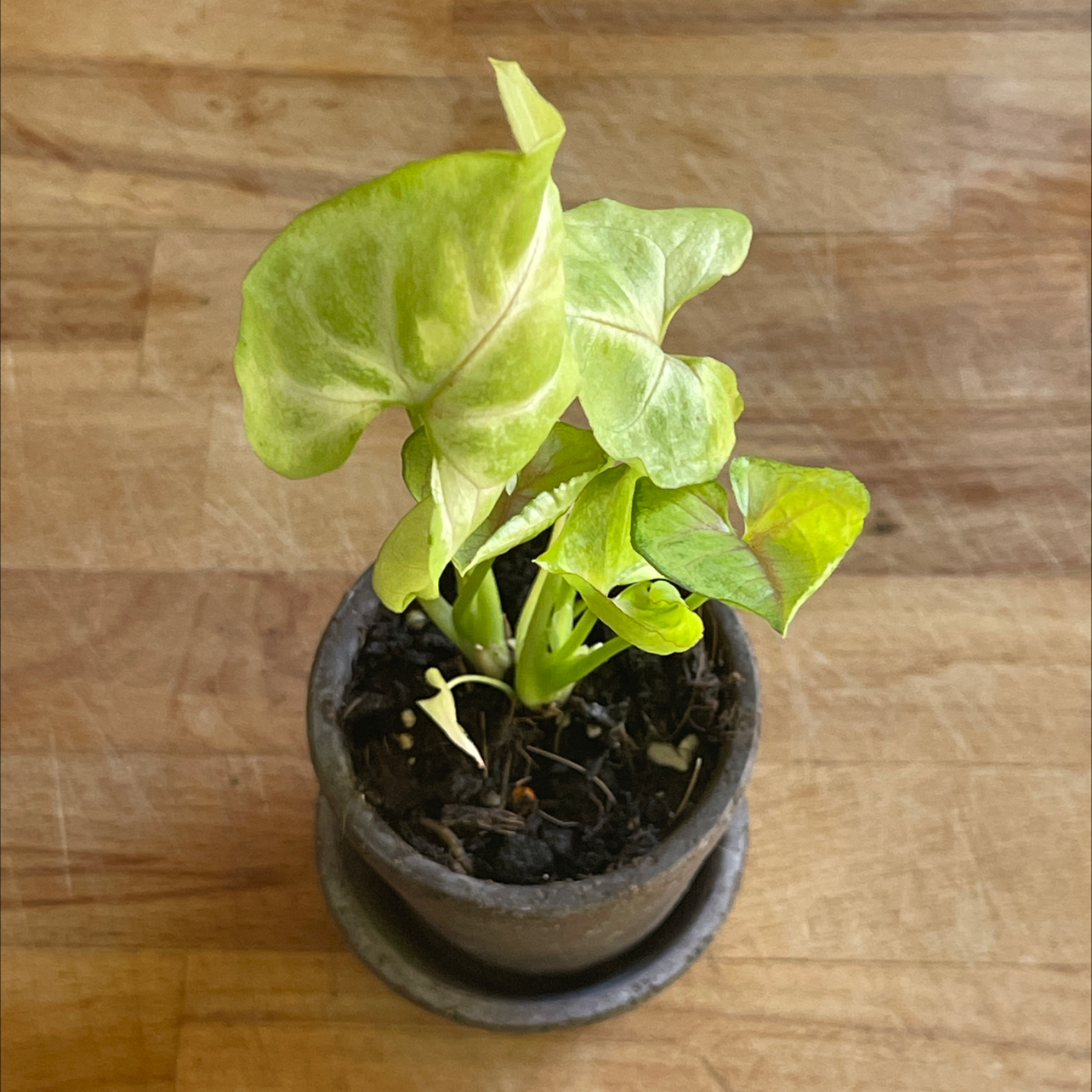 Syngonium 'Gold Allusion' plant in a small pot with mostly healthy leaves.