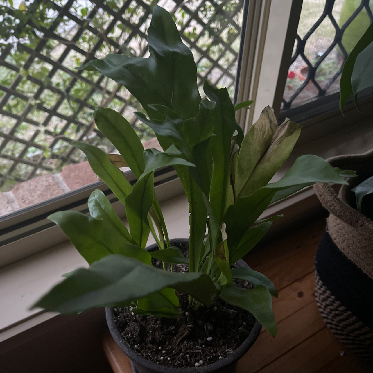 Photo of the plant species Chrissy Fern by @Araneae named Pax on Greg, the plant care app