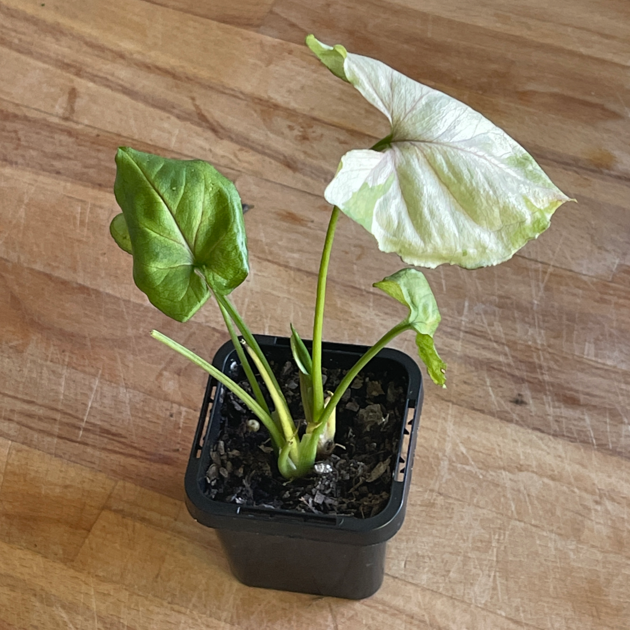 Photo of the plant species Roxana Arrowhead Plant by @Araneae named Shakira on Greg, the plant care app