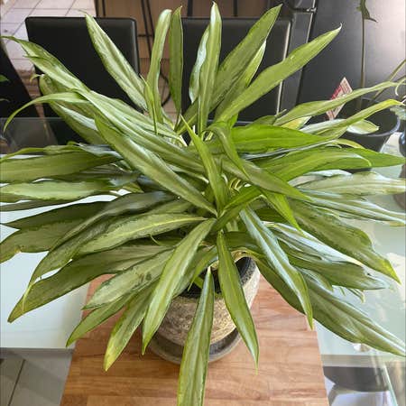 Photo of the plant species Chinese Evergreen 'Silver Queen' by @Araneae named Homer on Greg, the plant care app