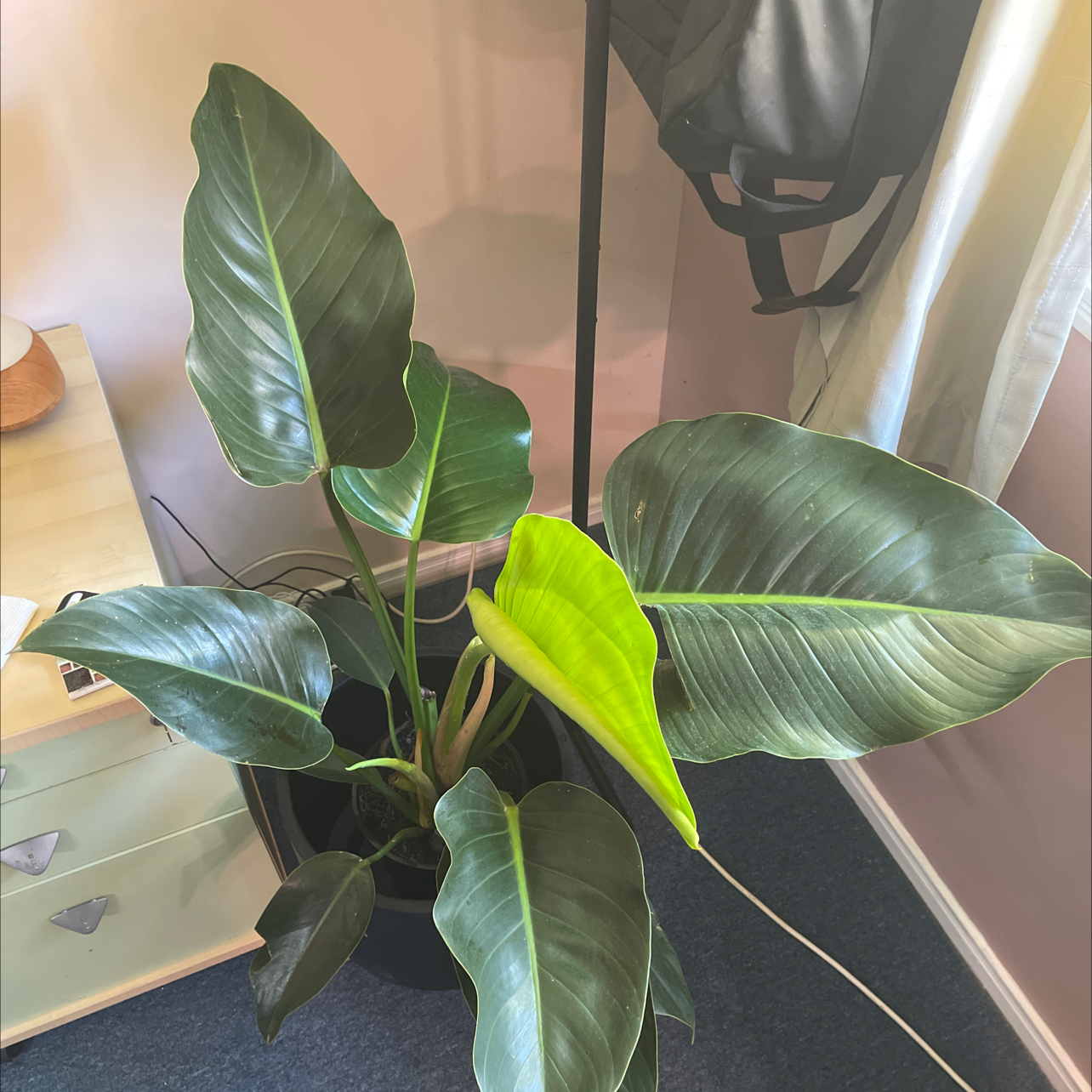 Philodendron 'Congo' plant with large, glossy leaves and one yellowing leaf.