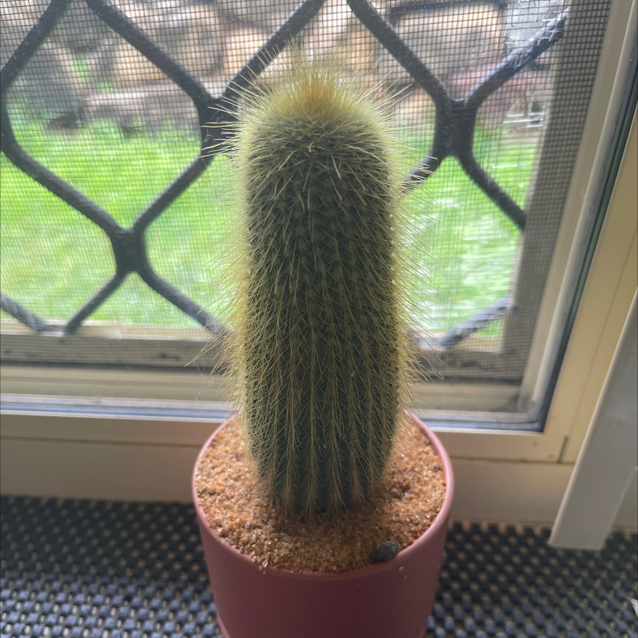 Photo of the plant species Parodia Leninghausii by @Araneae named Sanders on Greg, the plant care app