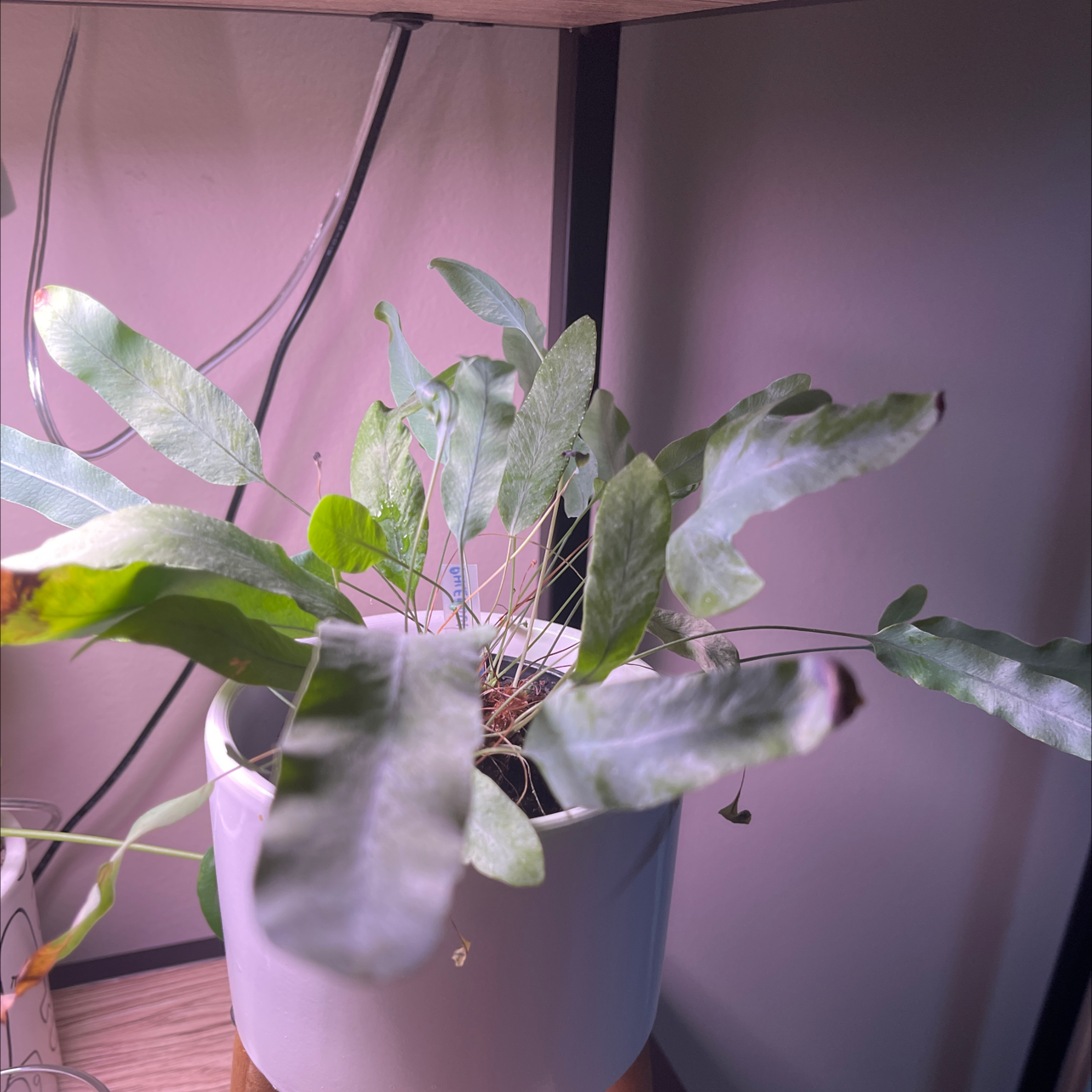 Photo of the plant species Virginia Blue Fern by @Araneae named Fernie Mercury on Greg, the plant care app