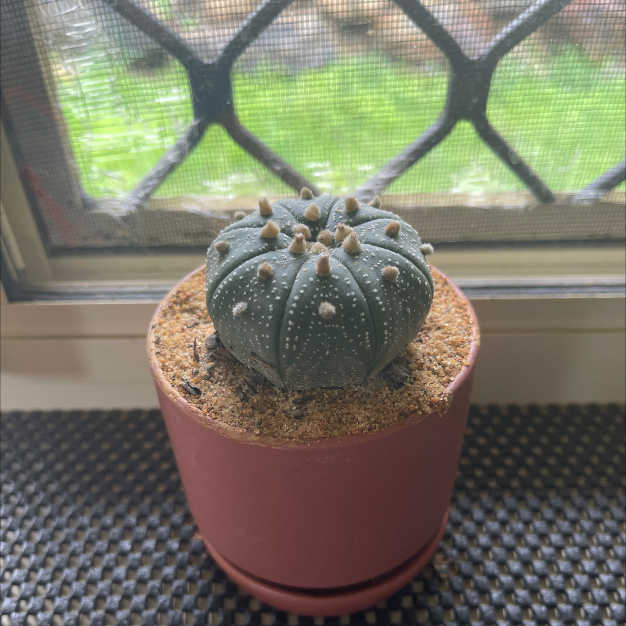 Photo of the plant species Sand Dollar Cactus by @Araneae named Stumpy on Greg, the plant care app