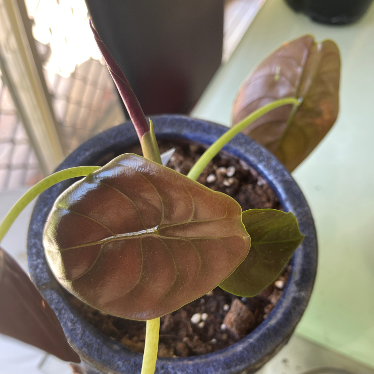 Alocasia ‘Red Secret’ plant in a blue pot with healthy, glossy leaves.