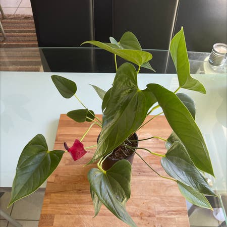 Photo of the plant species Anthurium 'Anouk' by Araneae named Messi on Greg, the plant care app