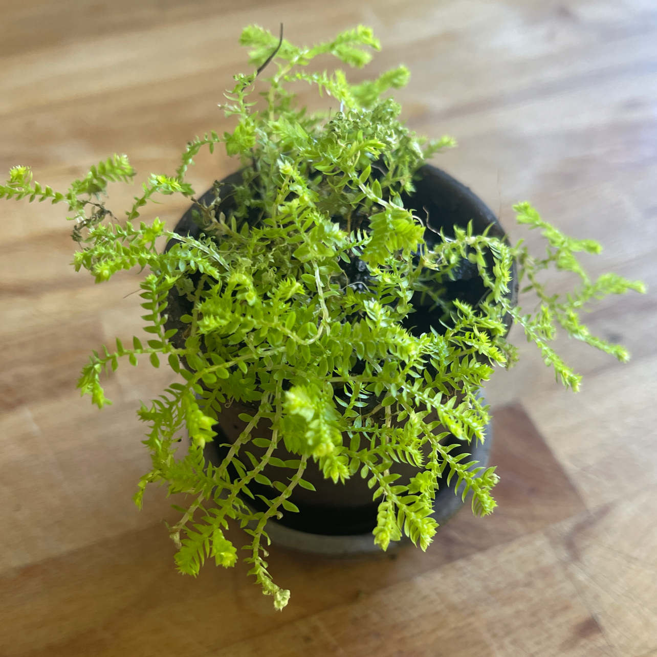 Photo of the plant species Club Moss by @Araneae named Beyonce on Greg, the plant care app