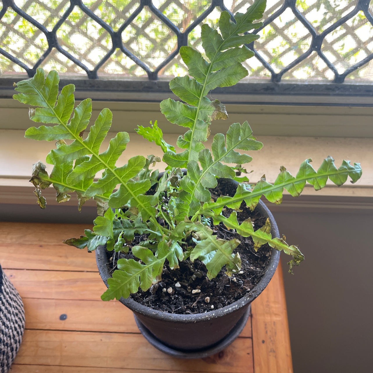 Plant care for nini on Greg, the plant care app