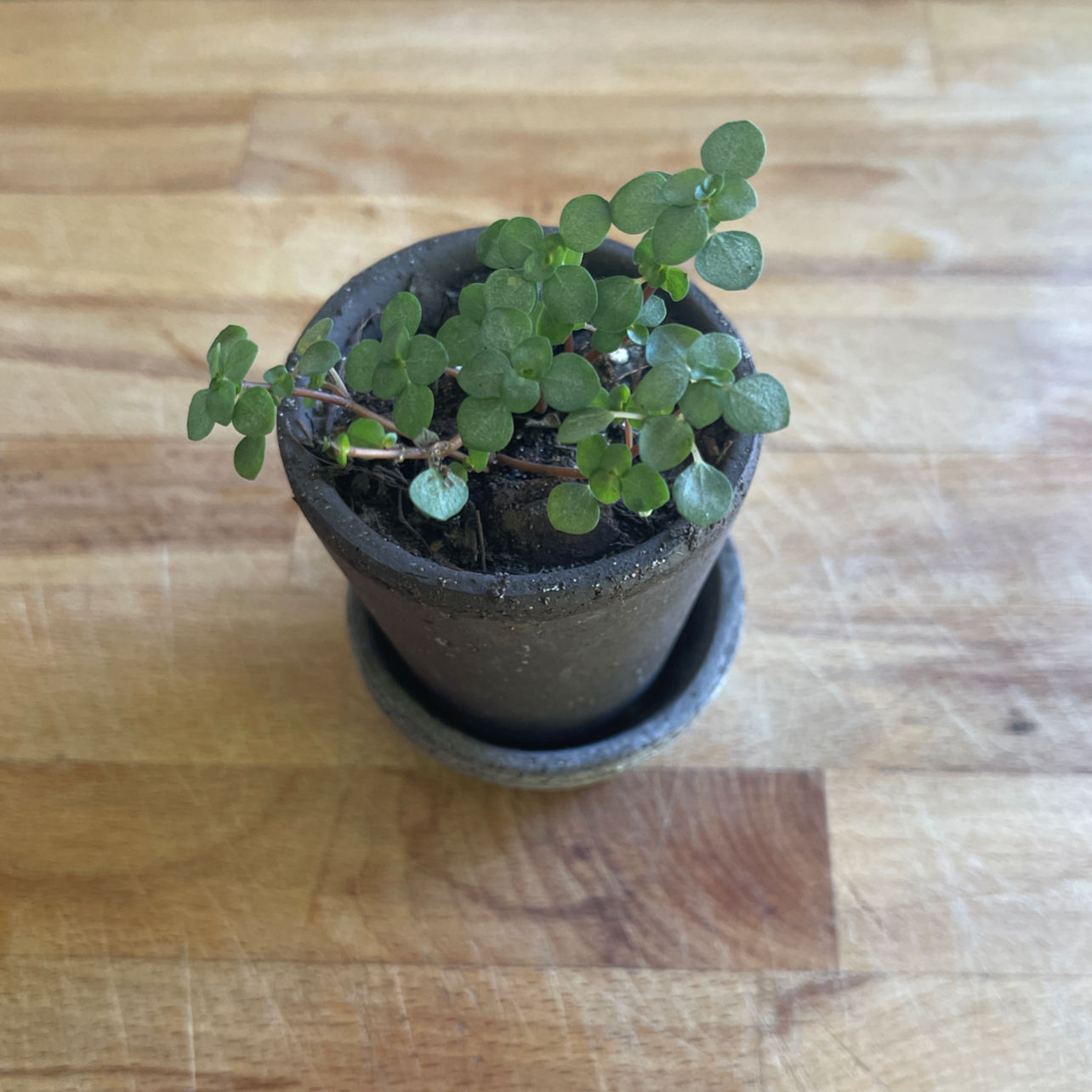 Photo of the plant species Silver Spa by @Araneae named Sigmund on Greg, the plant care app