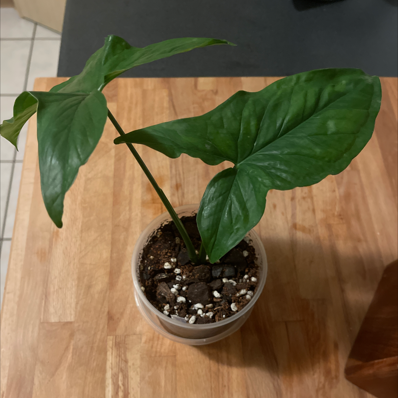 Photo of the plant species Syngonium podophyllum 'Mojito' by @Araneae named Bigleef Smalls on Greg, the plant care app