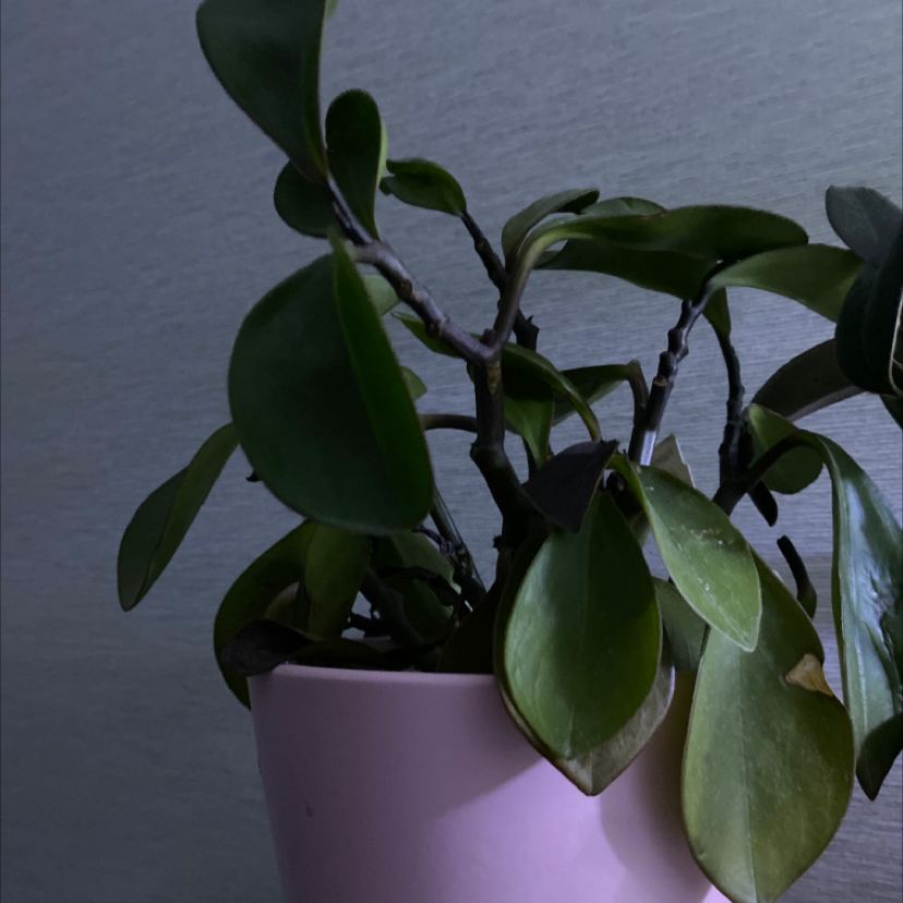 Peperomia Red Edge plant in a pink pot with healthy green leaves.