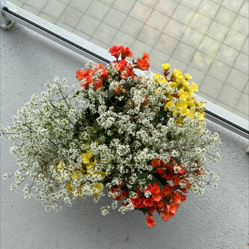 Baby's Breath plant with small white flowers, accompanied by red and yellow flowers.