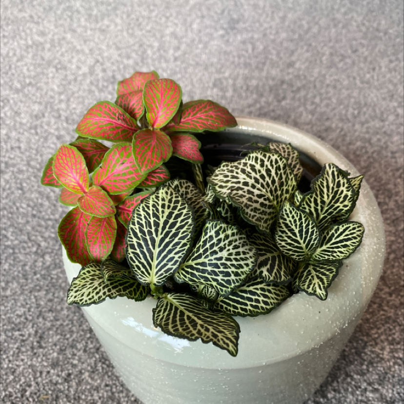 Photo of the plant species Nerve Plant by @GraceJohnstone64 named Dolores the Fittonia on Greg, the plant care app