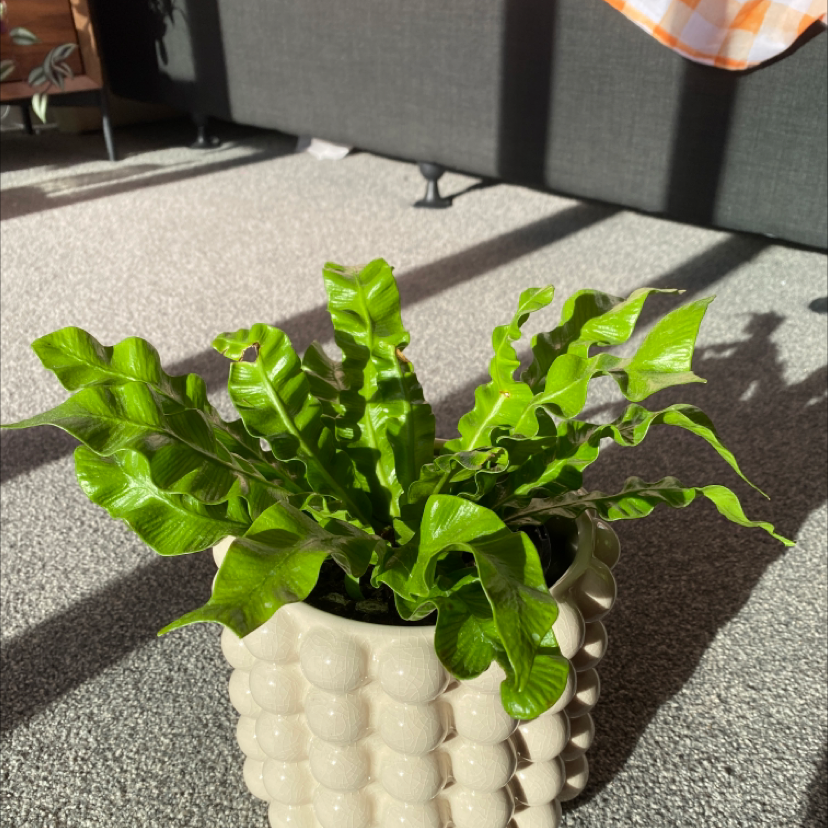 Photo of the plant species Hart's Tongue Fern by @GraceJohnstone64 named Winston the crinkle on Greg, the plant care app