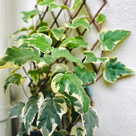 Photo of the plant species Algerian Ivy by Gewgew named Bertie on Greg, the plant care app