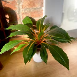 Ti Plant plant