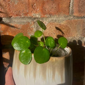 Chinese Money Plant plant in London, England