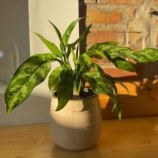 Chinese Evergreen plant in London, England