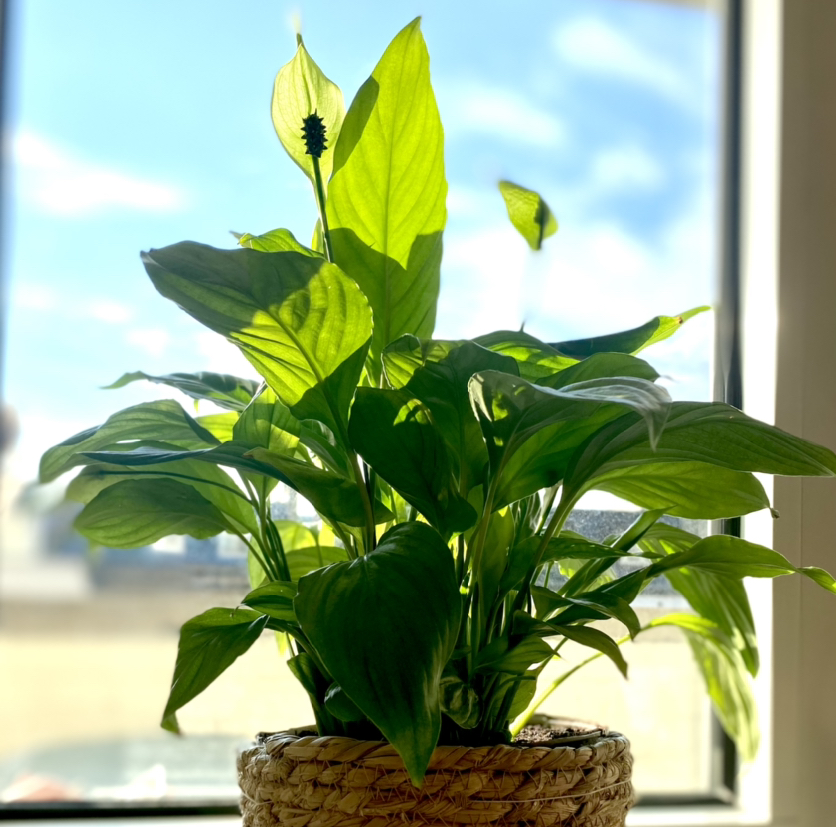 Photo of the plant species Peace Lily by @Gewgew named Bianca on Greg, the plant care app