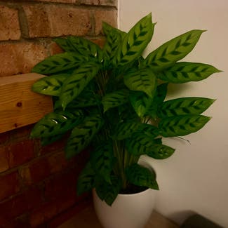 Calathea 'Freddie' plant in London, England