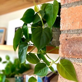 Heartleaf Philodendron plant in London, England