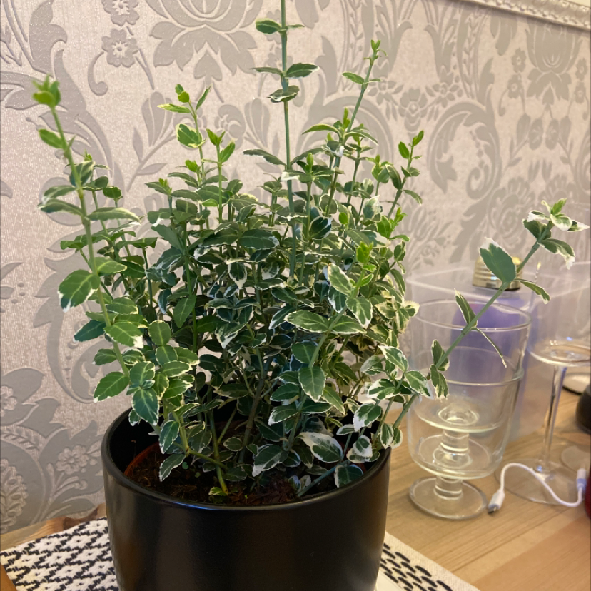 Potted Fortune's Spindle plant with variegated leaves, healthy appearance.